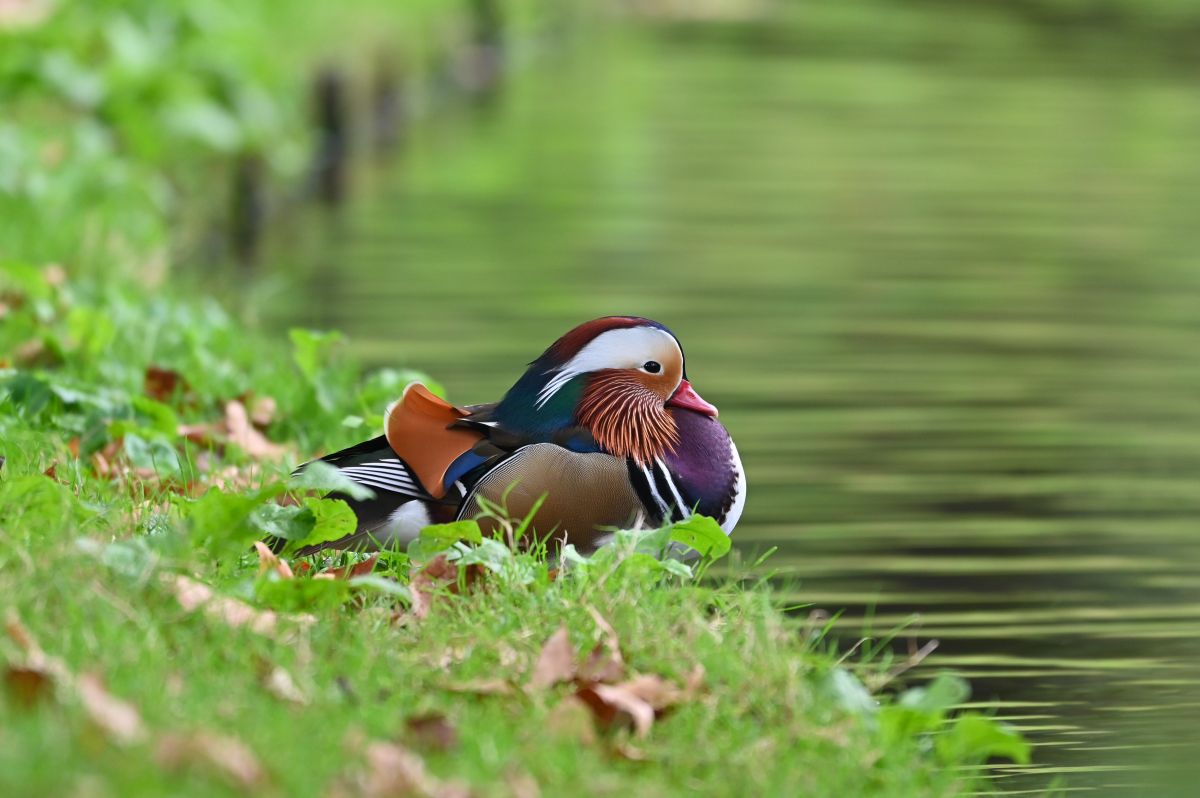 Mandarijneend (foto: Stefan Schilderink)