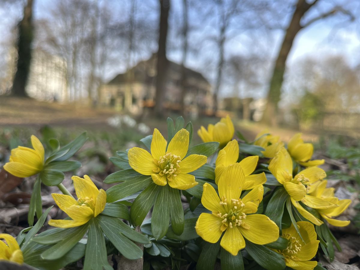 Winterakoniet - Eranthis hyemalis