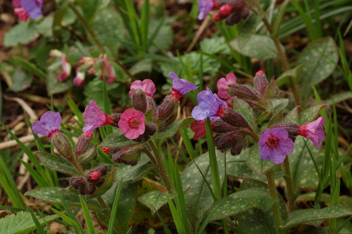 Gevlekt longkruid - Pulmonaria officinalis