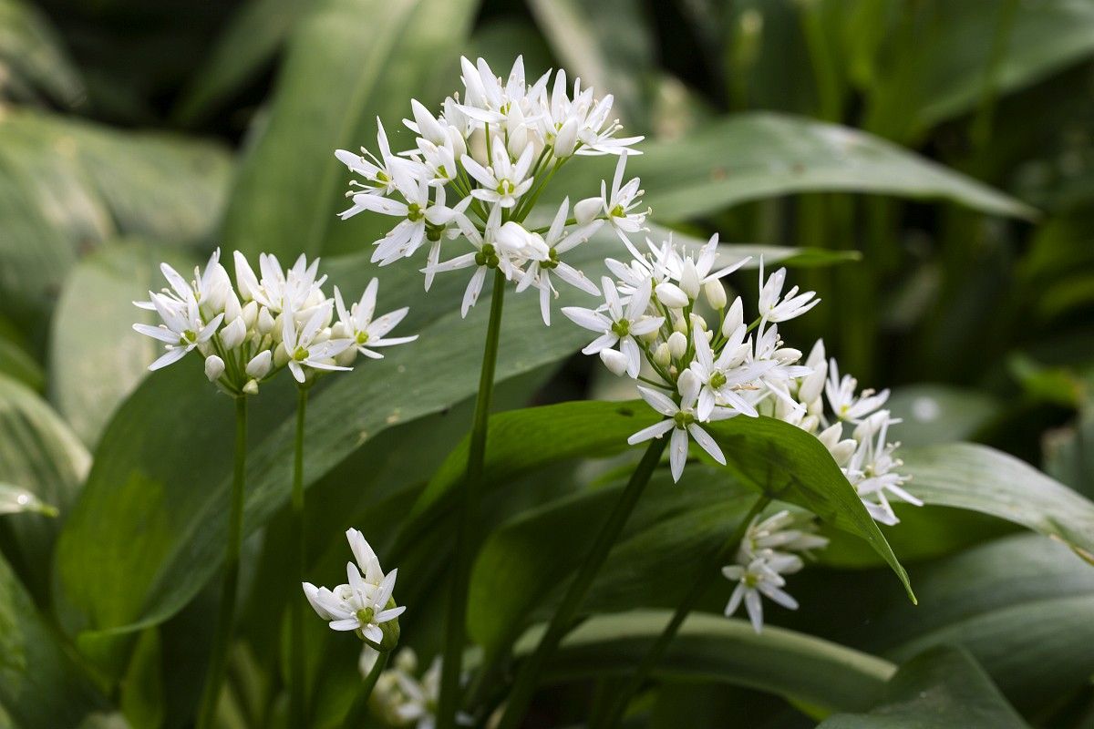 Daslook - Allium ursinum